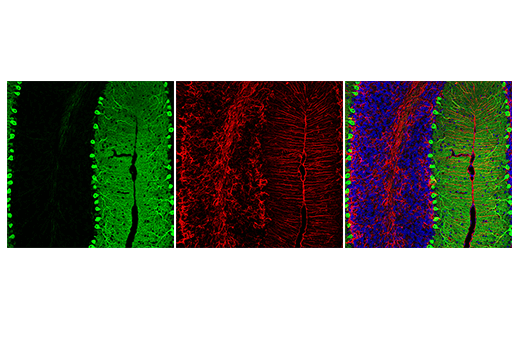 Immunofluorescence Image 1: Anti-mouse IgG (H+L), F(ab')2 Fragment (Alexa Fluor® 488 Conjugate)