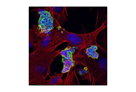 Immunofluorescence Image 2: Anti-mouse IgG (H+L), F(ab')2 Fragment (Alexa Fluor® 488 Conjugate)
