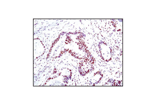 Immunohistochemistry Image 2: Ku80 (C48E7) Rabbit mAb (BSA and Azide Free)