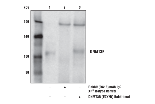 Immunoprecipitation Image 1: DNMT3B (E9X7R) Rabbit mAb (Mouse Specific)