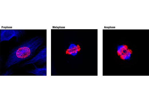 Anti Rabbit Igg H L F Ab 2 Fragment Alexa Fluor 647 Conjugate Cell Signaling Technology