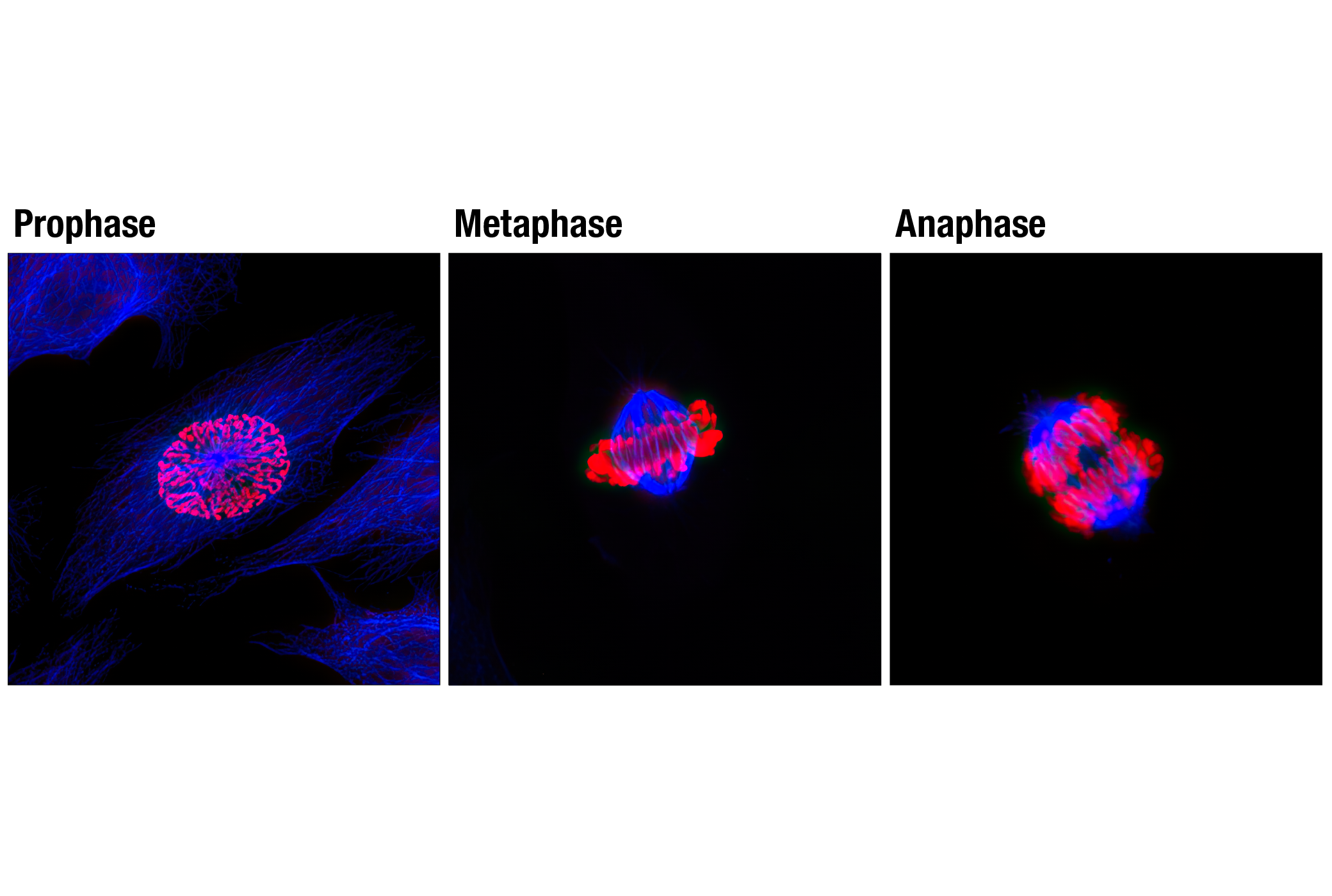 Immunofluorescence Image 2: Anti-rabbit IgG (H+L), F(ab')2 Fragment (Alexa Fluor® 647 Conjugate)