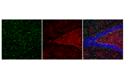 Immunofluorescence Image 1: Anti-rat IgG (H+L), (Alexa Fluor® 488 Conjugate)