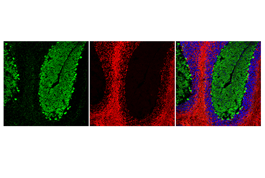 Immunofluorescence Image 1: Anti-rat IgG (H+L), (Alexa Fluor® 647 Conjugate)