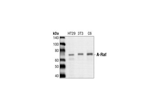 Western Blotting Image 1: A-Raf Antibody