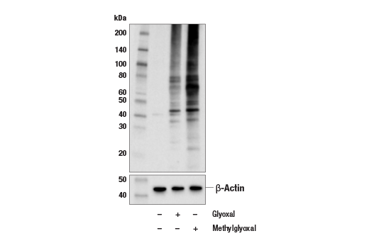 Western Blotting Image 1: Carboxymethyl/Carboxyethyl Lysine (E5C5H) Rabbit mAb