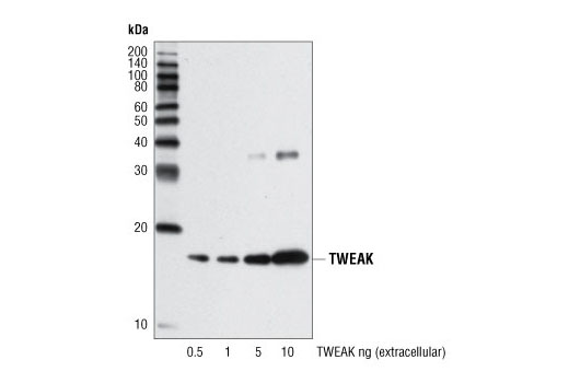 Western Blotting Image 2: TWEAK Antibody