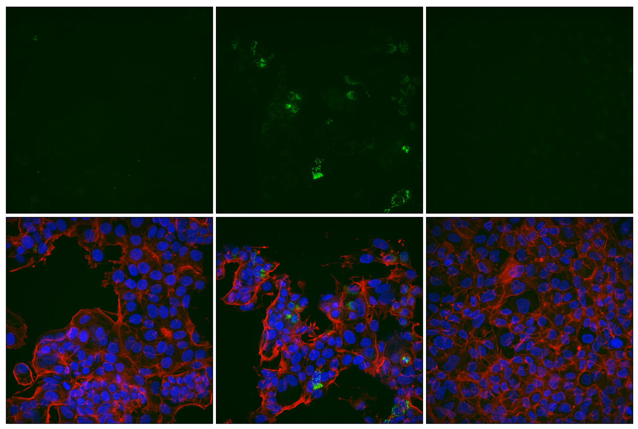 Immunofluorescence Image 1: Bax (E4U1V) Rabbit mAb (Alexa Fluor® 488 Conjugate)