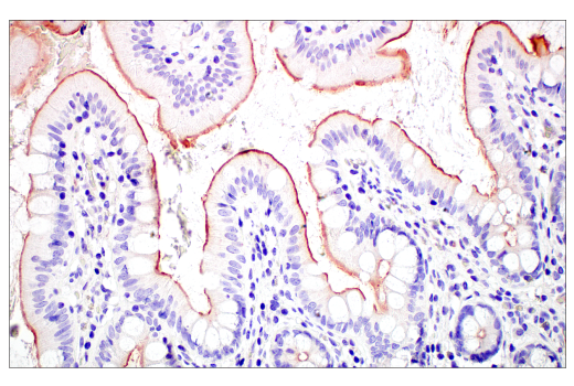 Immunohistochemistry Image 2: MUC13 (E6Z1K) Rabbit mAb