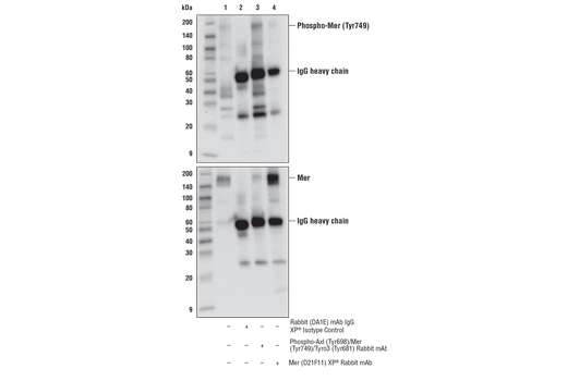  Image 14: Tyro/Axl/Mer Activation Antibody Sampler Kit