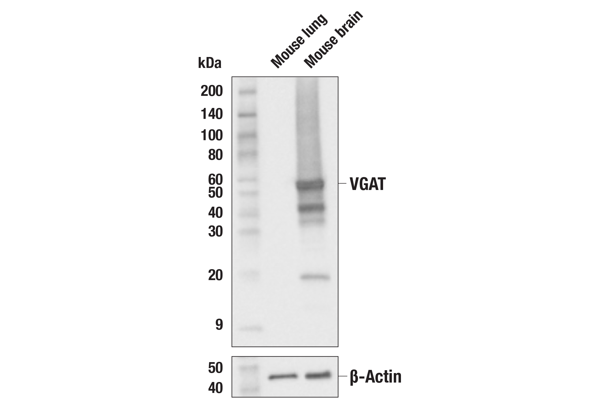 Western Blotting Image 1: VGAT Antibody