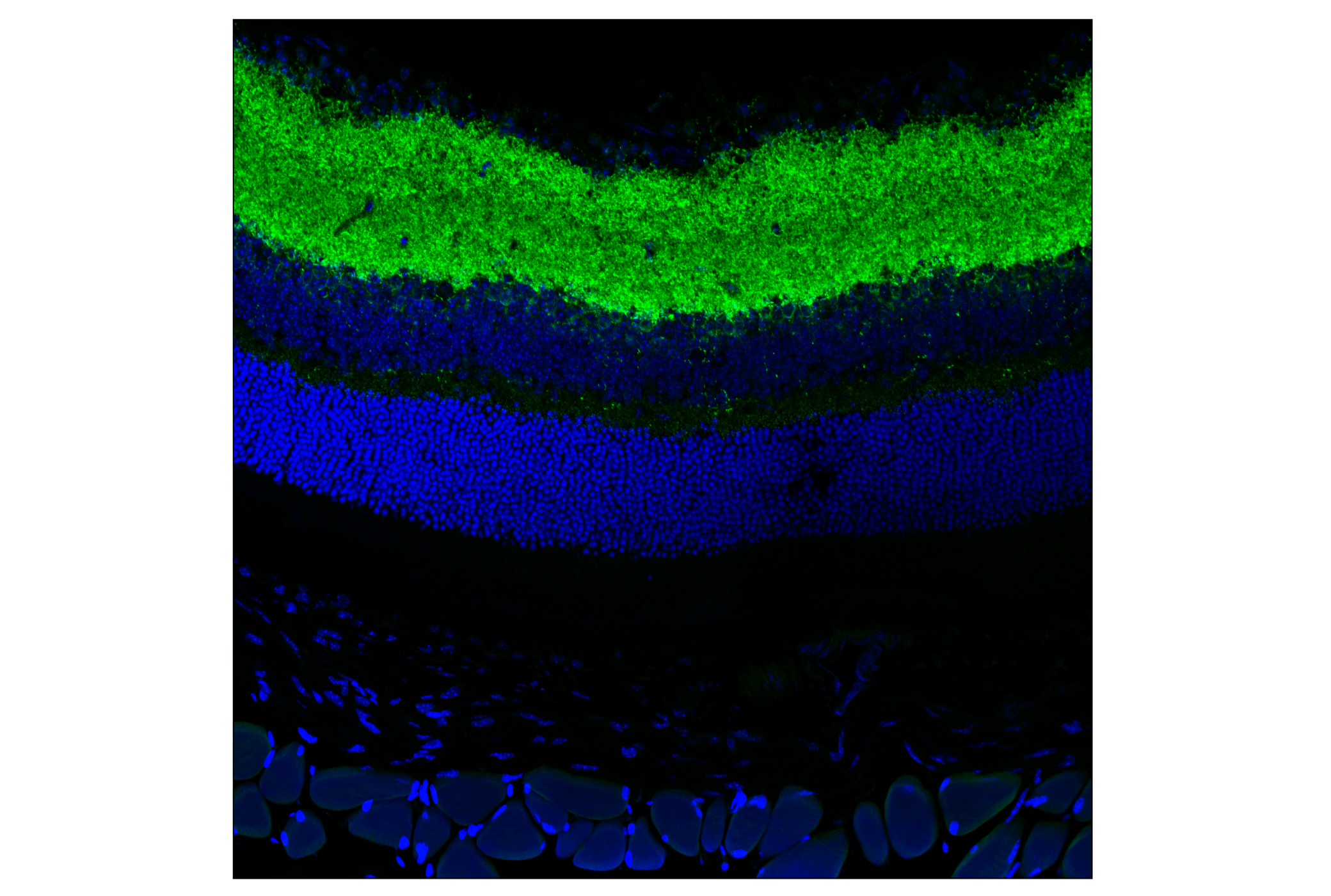 Immunofluorescence Image 2: VGAT Antibody