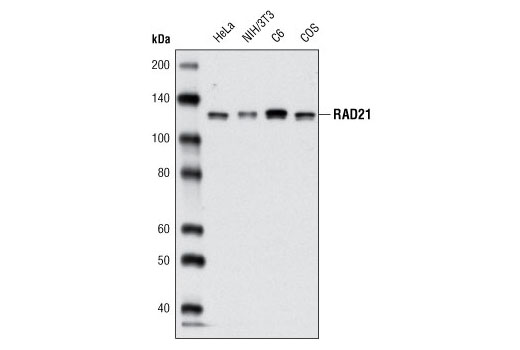 Western Blotting Image 1: RAD21 (L611) Antibody