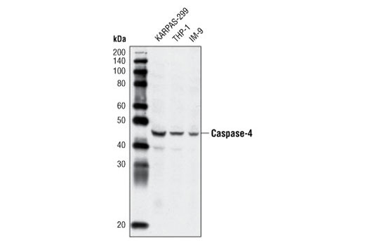 Western Blotting Image 1: Caspase-4 Antibody