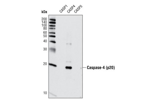 Western Blotting Image 2: Caspase-4 Antibody