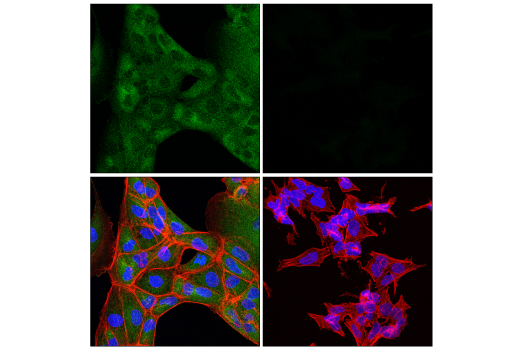 Immunofluorescence Image 1: MLKL (E7V4W) Mouse mAb (BSA and Azide Free)