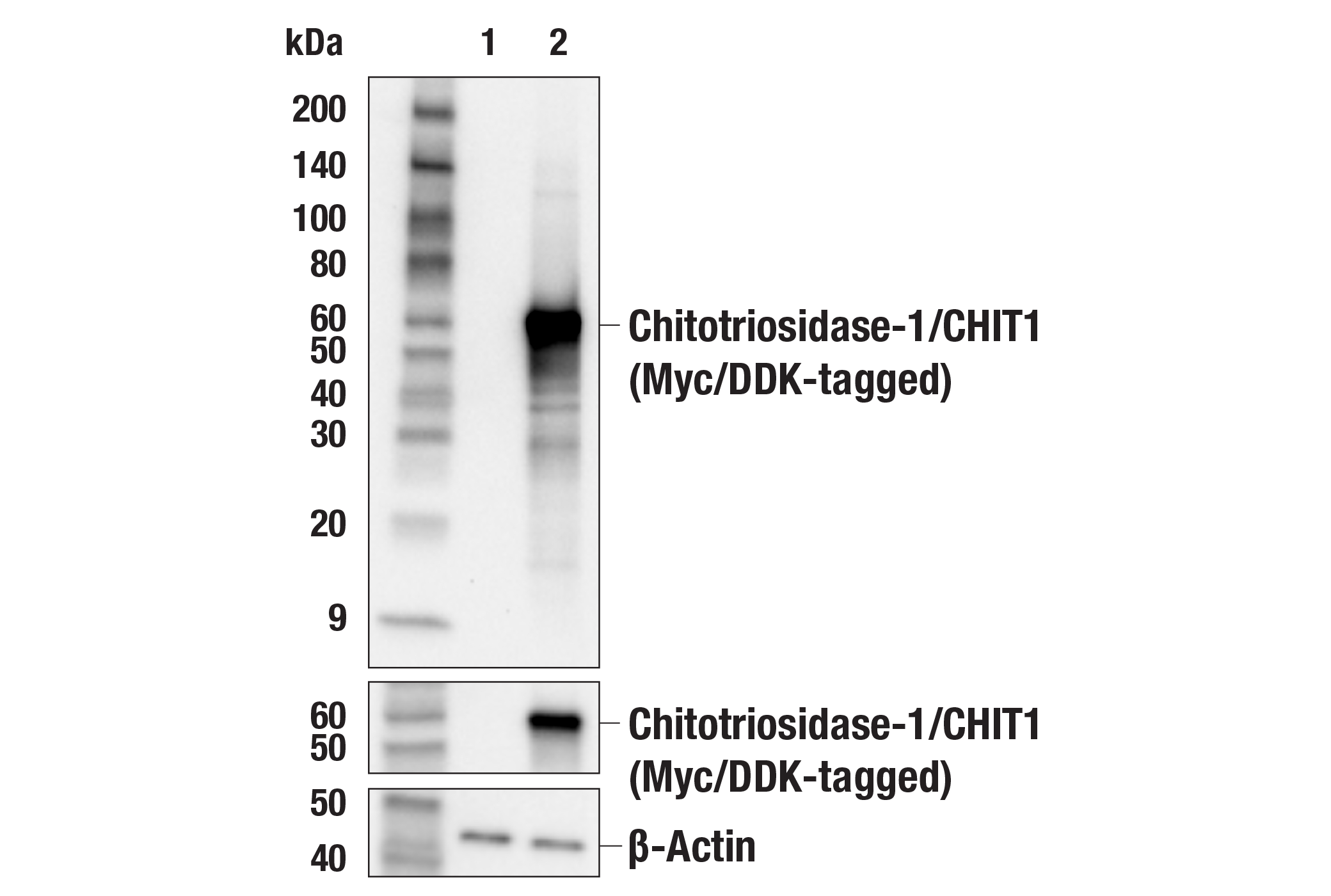 Western Blotting Image 2: Chitotriosidase-1/CHIT1 (E4X4I) Rabbit mAb