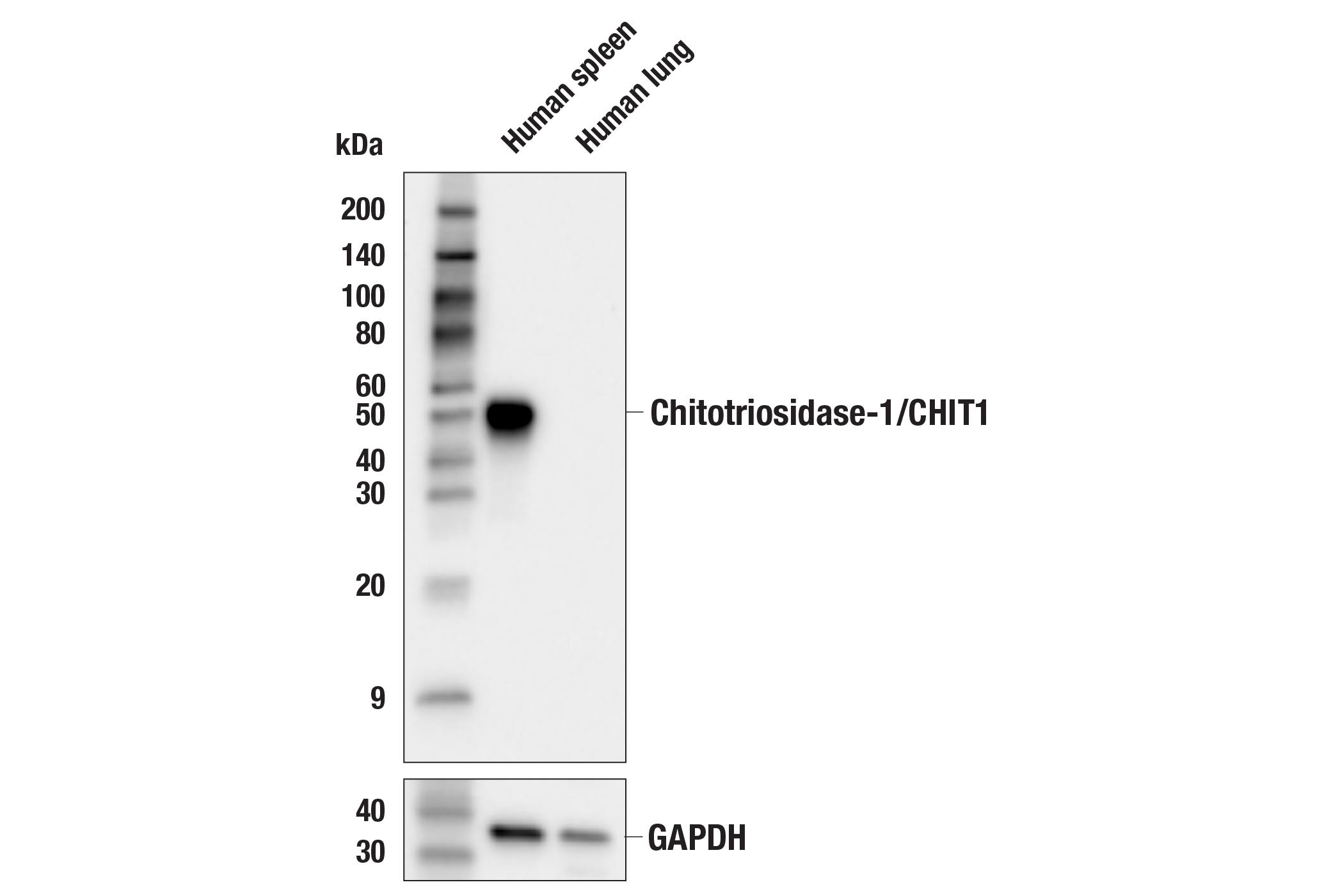 Western Blotting Image 1: Chitotriosidase-1/CHIT1 (E4X4I) Rabbit mAb