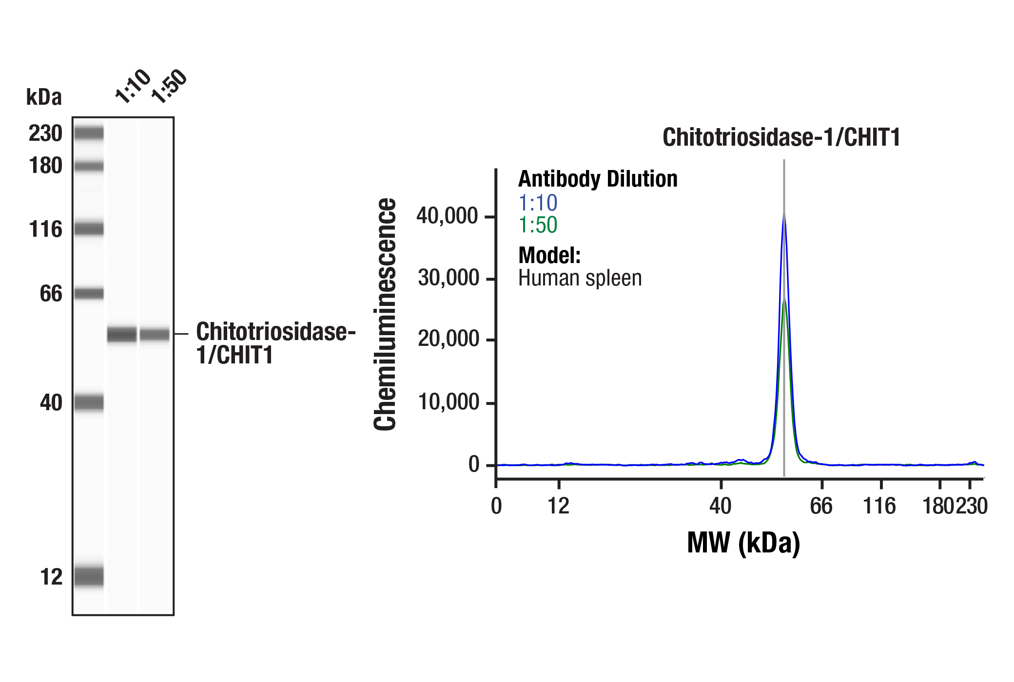 Western Blotting Image 3: Chitotriosidase-1/CHIT1 (E4X4I) Rabbit mAb