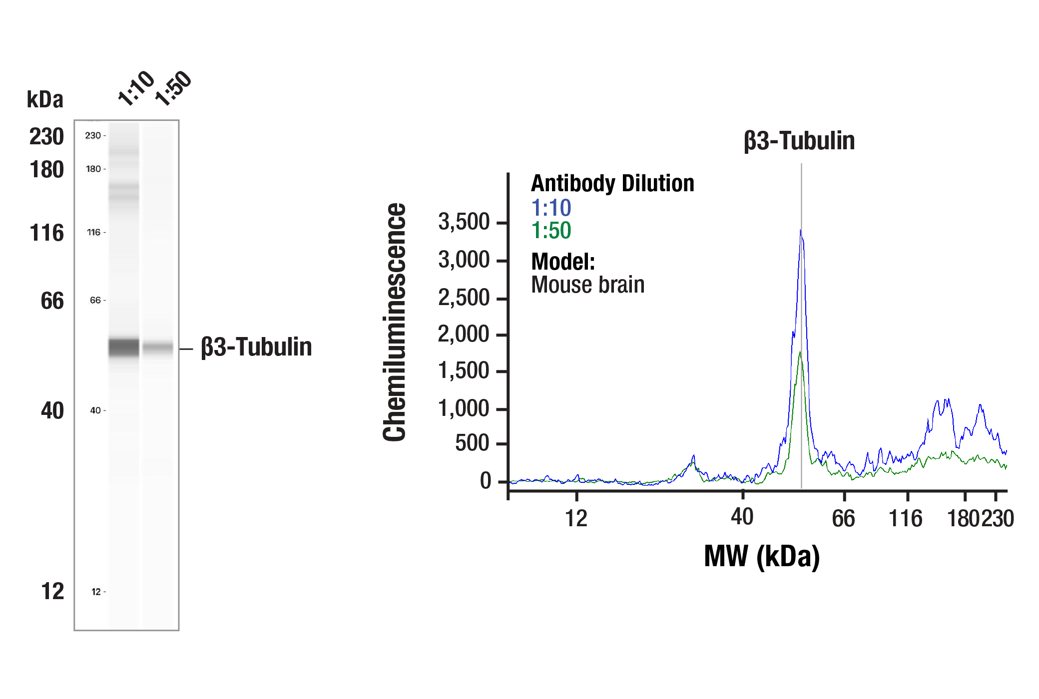 Western Blotting Image 2: β3-Tubulin (TU-20) Mouse mAb