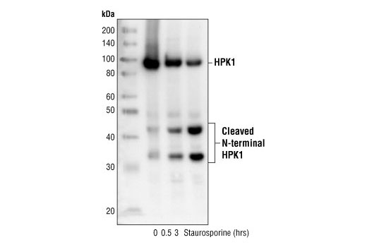 Western Blotting Image 1: HPK1 Antibody