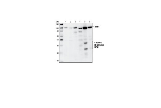 Western Blotting Image 2: HPK1 Antibody