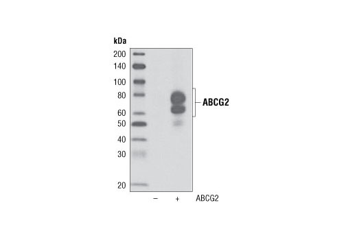 Western Blotting Image 1: ABCG2 Antibody