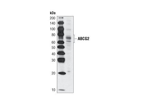 Western Blotting Image 2: ABCG2 Antibody