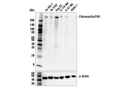 Western Blotting Image 1: Fibronectin/FN1 (E5H6X) Rabbit mAb (BSA and Azide Free)