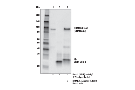Immunoprecipitation Image 1: DNMT3A Isoform 2 (E1Y5O) Rabbit mAb