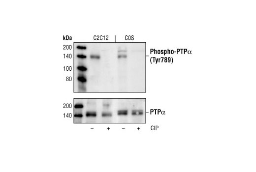 Western Blotting Image 1: Phospho-PTPα (Tyr789) Antibody