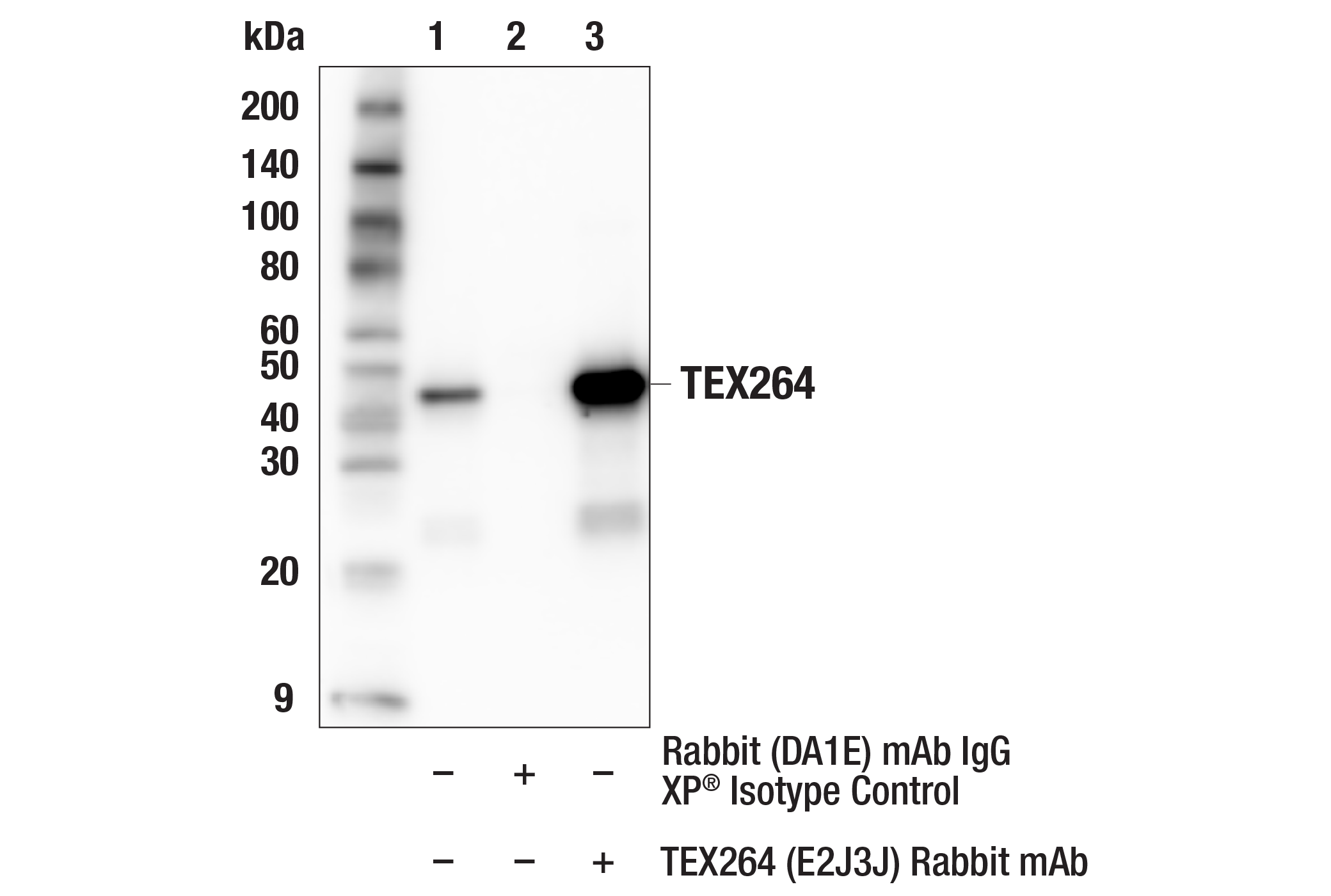 Immunoprecipitation Image 1: TEX264 (E2J3J) Rabbit mAb