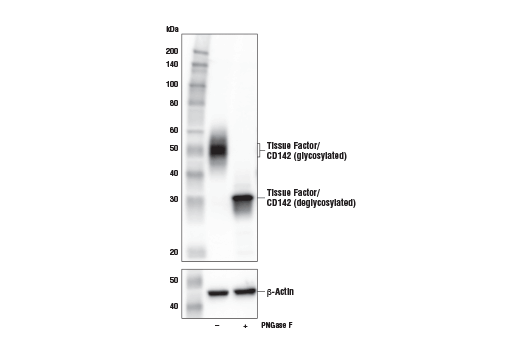 Western Blotting Image 2: Tissue Factor/CD142 (E2L3B) Rabbit mAb (Mouse Specific)