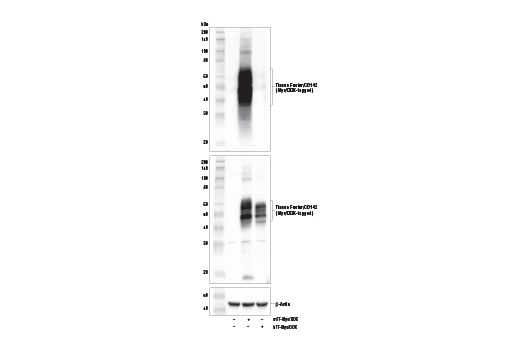 Western Blotting Image 3: Tissue Factor/CD142 (E2L3B) Rabbit mAb