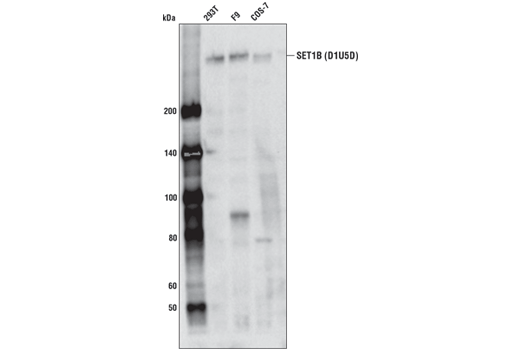  Image 5: SET1/COMPASS Antibody Sampler Kit