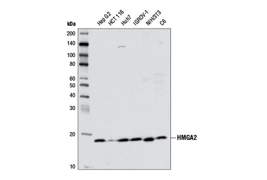 Western Blotting Image 1: HMGA2 (D1A7) Rabbit mAb (BSA and Azide Free)