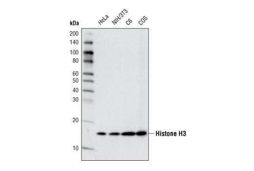 Western Blotting Image 1: Histone H3 (D1H2) XP® Rabbit mAb