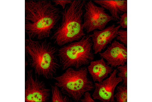 Immunofluorescence Image 1: Histone H3 (D1H2) XP® Rabbit mAb