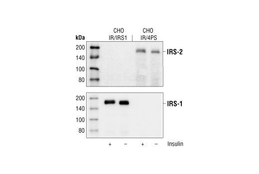 Western Blotting Image 1: IRS-2 Antibody