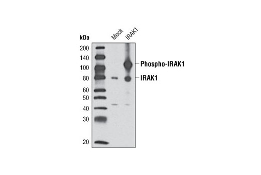  Image 6: IRAK Isoform Antibody Sampler Kit