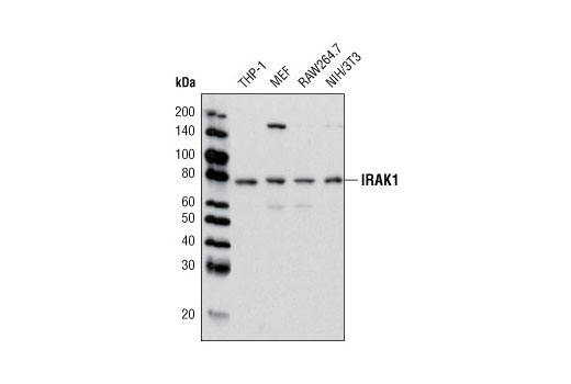  Image 7: IRAK Isoform Antibody Sampler Kit