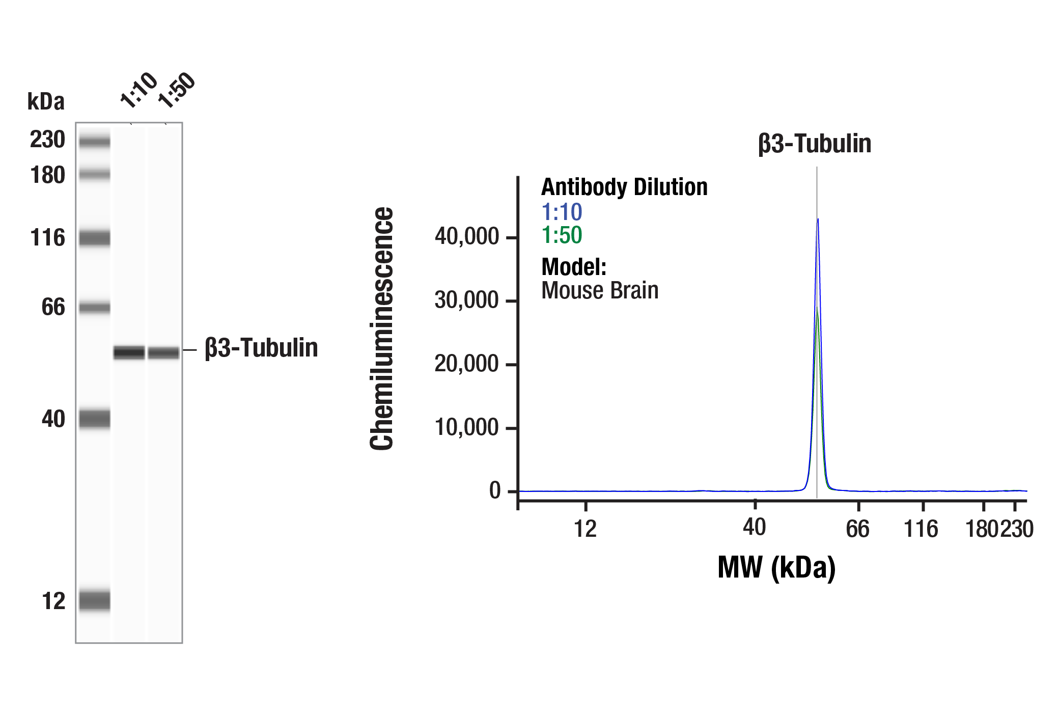 Western Blotting Image 2: β3-Tubulin (E9F3E) Mouse mAb