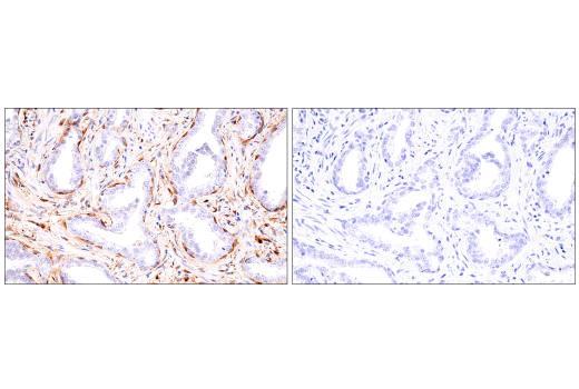 Immunohistochemistry Image 3: α-Synuclein (E4U2F) XP® Rabbit mAb (BSA and Azide Free)