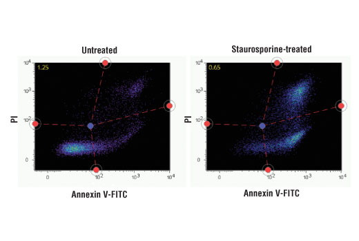  Image 1: CellSimple™ Annexin V-FITC Early Apoptosis Detection Kit