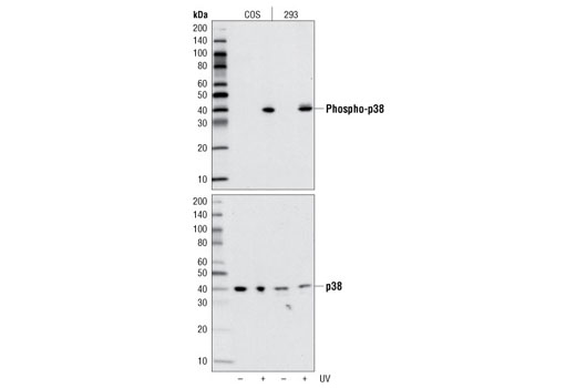  Image 1: PhosphoPlus® p38 MAPK (Thr180/Tyr182) Antibody Duet