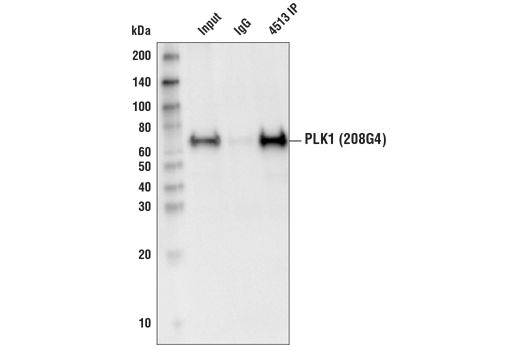 Immunoprecipitation Image 1: PLK1 (208G4) Rabbit mAb