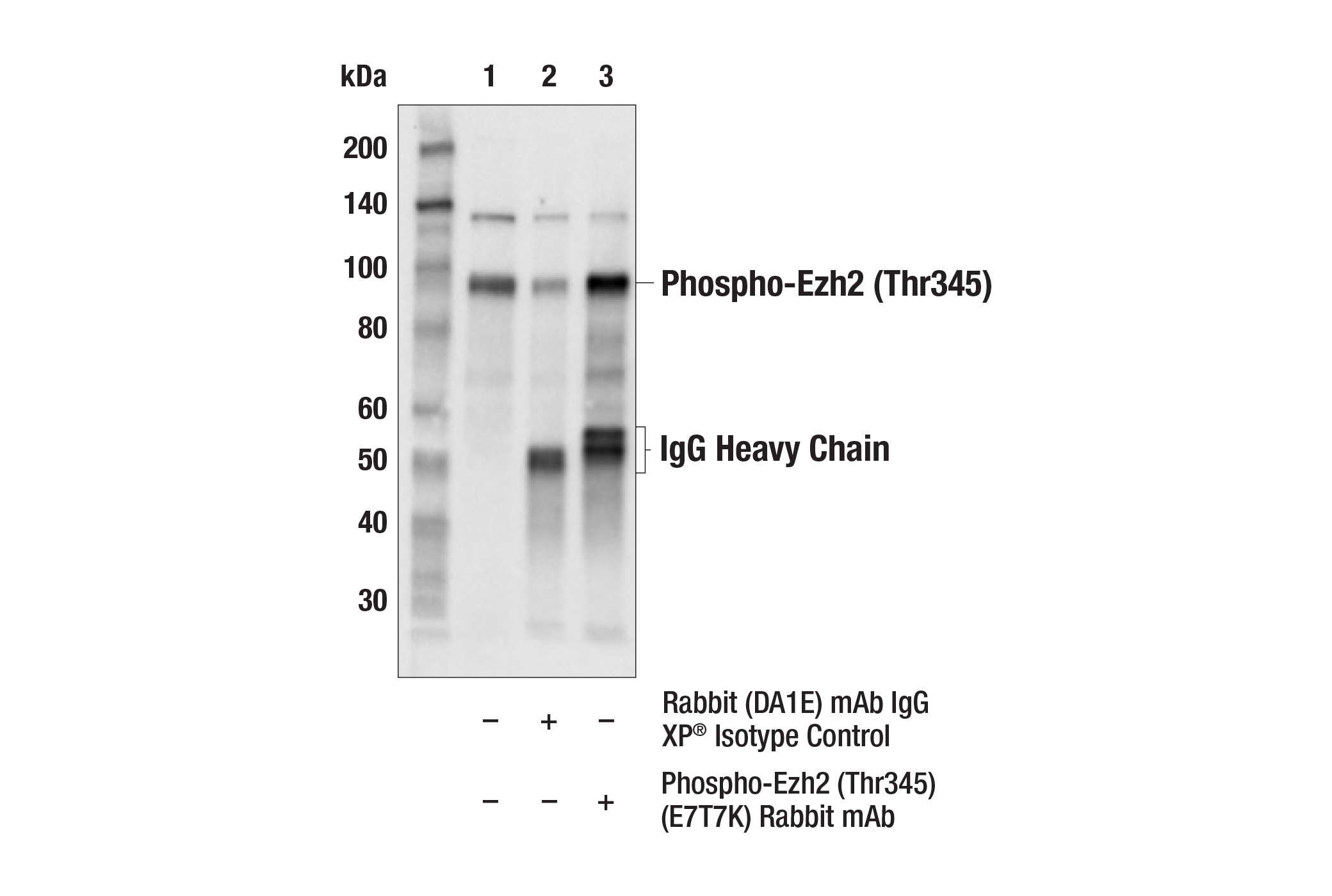 Immunoprecipitation Image 1: Phospho-Ezh2 (Thr345) (E7T7K) Rabbit mAb