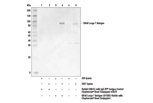 Immunoprecipitation Image 1: SV40 Large T Antigen (D1E9E) Rabbit mAb (Sepharose® Bead Conjugate)