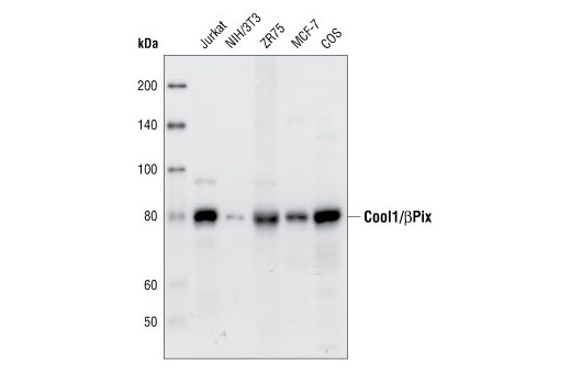 Western Blotting Image 1: Cool1/βPix Antibody