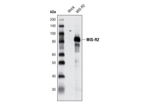 Western Blotting Image 1: MIS-R2 Antibody
